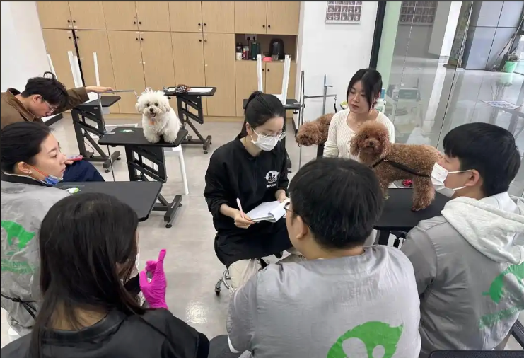 上饶市宠物剪毛宠物美容培训学校 - 哪里好